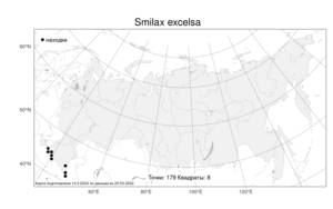 Smilax excelsa, Сассапариль высокий L., Атлас флоры России (FLORUS) (Россия)