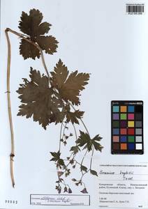 KUZ 000 268, Герань белоцветковая Ledeb., Сибирь, Алтай и Саяны (S2) (Россия)