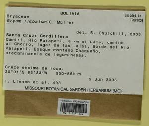 Plagiobryoides limbata (Müll. Hal.) J.R. Spence, Гербарий мохообразных, Мхи - Америка (BAm) (Боливия)