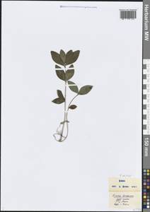 Барвинок малый L., Кавказ, Черноморское побережье (от Новороссийска до Адлера) (K3) (Россия)