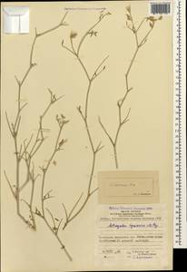 Астрагал гирканский Pall., Кавказ, Азербайджан (K6) (Азербайджан)