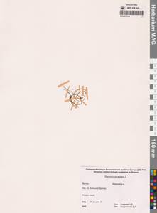 Лютик распростертый, Лютик стелющийся L., Сибирь, Якутия (S5) (Россия)