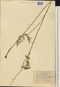 Гирчовница болотная (L.) Hoffm., Восточная Европа, Центральный район (E4) (Россия)