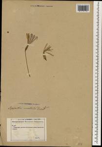 Agapanthus africanus (L.) Hoffmanns., Зарубежная Азия (ASIA) (Неизвестно)