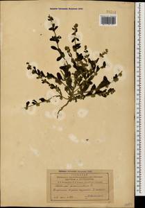 Острица лежачая, Острица простертая L., Кавказ, Азербайджан (K6) (Азербайджан)