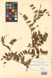 Горошек приятный Fisch. ex Ser., Сибирь, Дальний Восток (S6) (Россия)