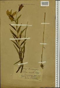 Lilium concolor var. partheneion (Siebold & de Vriese) Baker, Сибирь, Дальний Восток (S6) (Россия)