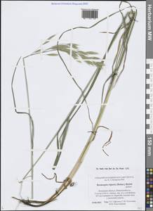 Костер береговой Rehmann, Восточная Европа, Северо-Западный район (E2) (Россия)