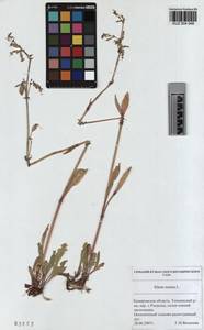 KUZ 004 048, Смолевка поникшая L., Сибирь, Алтай и Саяны (S2) (Россия)