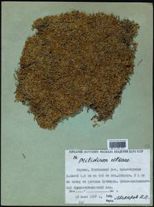 Ptilidium ciliare (L.) Hampe, Гербарий мохообразных, Мхи - Якутия (B19) (Россия)