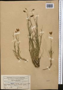 Campanula albertii Trautv., Средняя Азия и Казахстан, Западный Тянь-Шань и Каратау (M3) (Киргизия)