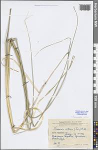 Psammochloa villosa (Trin.) Bor, Зарубежная Азия (ASIA) (КНР)