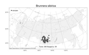 Brunnera sibirica, Бруннера сибирская Steven, Атлас флоры России (FLORUS) (Россия)