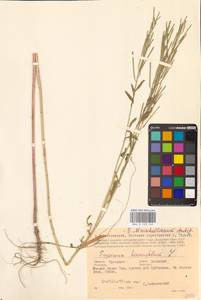 Желтушник душистый Ehrh., Восточная Европа, Центральный район (E4) (Россия)