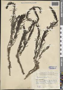 Cymbaria mongolica Maxim., Зарубежная Азия (ASIA) (КНР)