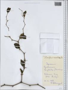 Ziziphus mauritiana Lam., Африка (AFR) (Эфиопия)