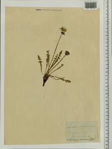 Одуванчик китайский Kitag., Сибирь, Прибайкалье и Забайкалье (S4) (Россия)