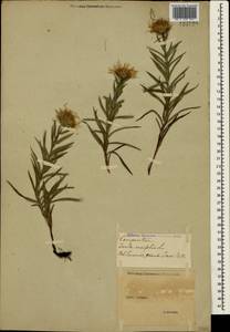 Pentanema ensifolium (L.) D. Gut. Larr., Santos-Vicente, Anderb., E. Rico & M. M. Mart. Ort., Крым (KRYM) (Россия)