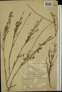 Копеечник меловой DC., Восточная Европа, Нижневолжский район (E9) (Россия)