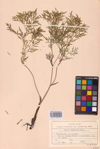 Горицвет волжский, Адонис волжский DC., Восточная Европа, Центральный лесостепной район (E6) (Россия)