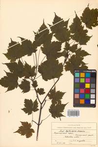 Клен бородатый Maxim., Сибирь, Дальний Восток (S6) (Россия)