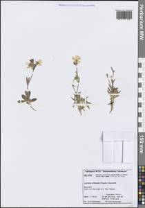 Смолевка мохнатая (Trautv.) V.V.Petrovsky & Elven, Сибирь, Центральная Сибирь (S3) (Россия)