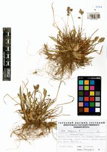 Мятлик альпийский L., Сибирь, Прибайкалье и Забайкалье (S4) (Россия)