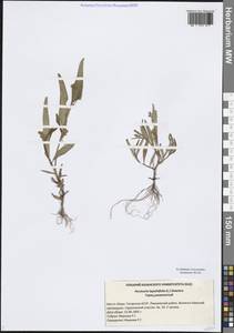 Горец развесистый, Горец щавелелистный (L.) Gray, Восточная Европа, Средневолжский район (E8) (Россия)