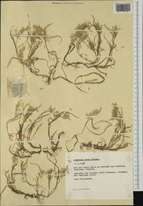 Lamarckia aurea (L.) Moench, Западная Европа (EUR) (Италия)