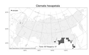Clematis hexapetala, Ломонос шестилепестный Pall., Атлас флоры России (FLORUS) (Россия)
