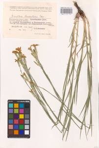 Dianthus monadelphus subsp. pallens (Sm.) Greuter & Burdet, Восточная Европа, Нижневолжский район (E9) (Россия)