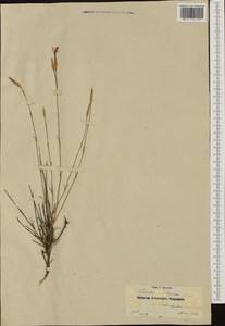 Dianthus pungens subsp. hispanicus (Asso) O. Bolos & Vigo, Западная Европа (EUR) (Испания)