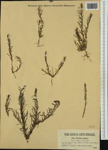 Thesium dollineri subsp. simplex (Velen.) Stoj. & Stef., Западная Европа (EUR) (Румыния)