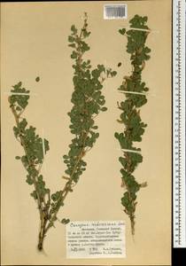 Карагана древовидная, Желтая акация Lam., Монголия (MONG) (Монголия)