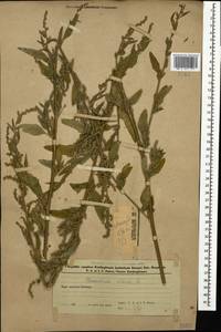 Марь белая L., Кавказ, Азербайджан (K6) (Азербайджан)