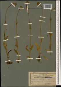 Валериана пепельно-серая DC., Кавказ, Армения (K5) (Армения)