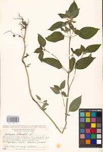 Пикульник обыкновенный L., Восточная Европа, Московская область и Москва (E4a) (Россия)