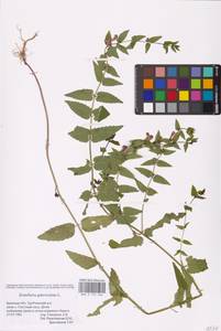 MHA 0 155 406, Шлемник обыкновенный L., Восточная Европа, Западный район (E3) (Россия)