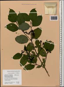 Свидина южная (C.A.Mey.) Jáv., Кавказ, Черноморское побережье (от Новороссийска до Адлера) (K3) (Россия)