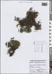 Дриада воьмилепестковая, Сибирь, Центральная Сибирь (S3) (Россия)