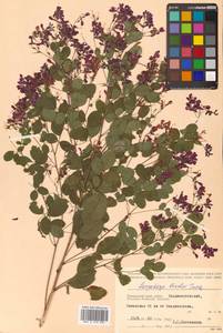 Леспедеца двуцветная Turcz., Сибирь, Дальний Восток (S6) (Россия)