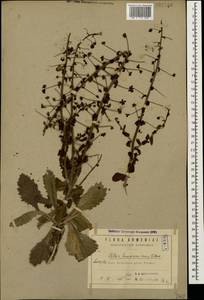 Verbascum suworowianum (K. Koch) Kuntze, Кавказ, Армения (K5) (Армения)