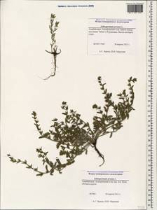 Буглосоидес полевой, Воробейник полевой (L.) I.M.Johnst., Кавказ, Азербайджан (K6) (Азербайджан)