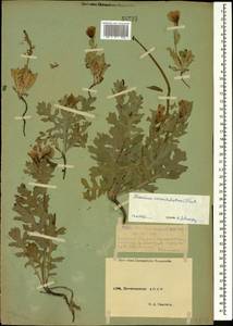 Мачок рогатый (L.) Rudolph, Кавказ, Дагестан (K2) (Россия)