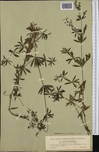 Galium sylvaticum L., Западная Европа (EUR) (Словакия)