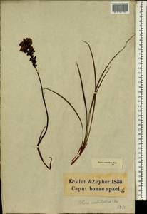 Gladiolus orchidiflorus Andrews, Африка (AFR) (ЮАР)