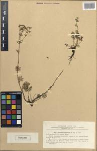 Potentilla × angarensis Popov, Сибирь, Прибайкалье и Забайкалье (S4) (Россия)