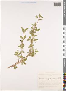 Жимолость мелколистная Willd. ex Roem. & Schult., Сибирь, Алтай и Саяны (S2) (Россия)