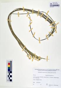 MAG 0003237, Ежеголовник злаковидный, Ежеголовник злаковый Georgi, Сибирь, Якутия (S5) (Россия)