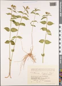 Vincetoxicum hirundinaria subsp. stepposum (Pobed.) Markgr., Восточная Европа, Нижневолжский район (E9) (Россия)